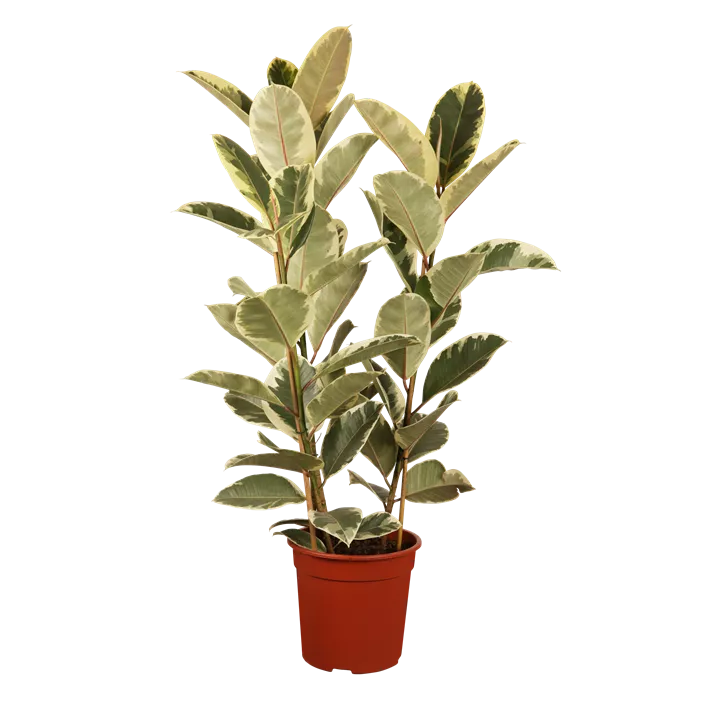 Gummibaum 'Tineke'