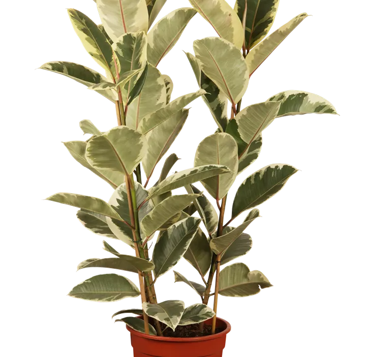 Gummibaum 'Tineke'