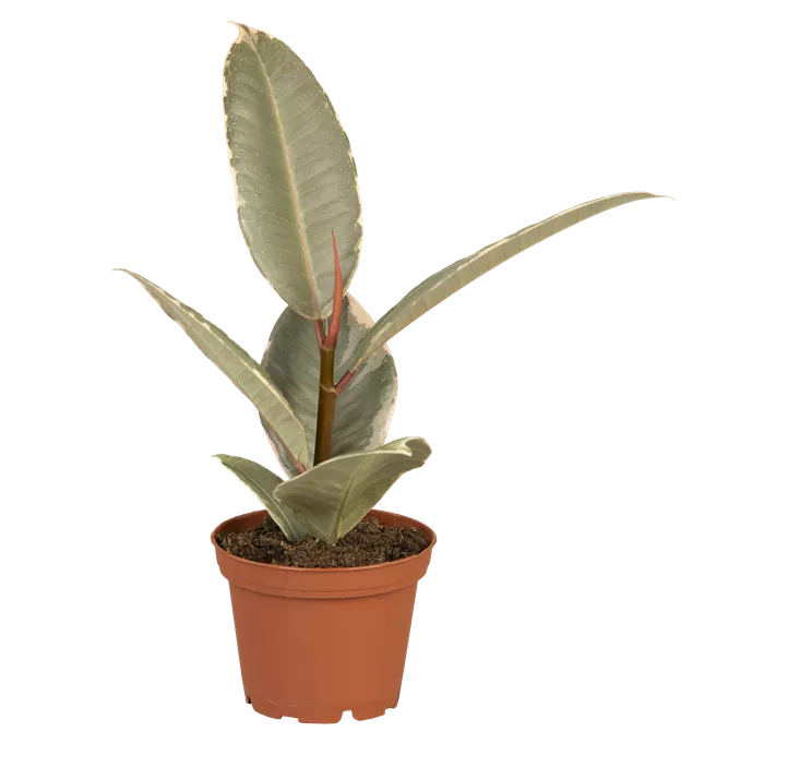 Gummibaum 'Tineke'
