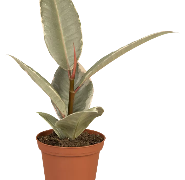 Gummibaum 'Tineke'