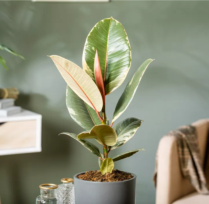 Gummibaum 'Tineke'