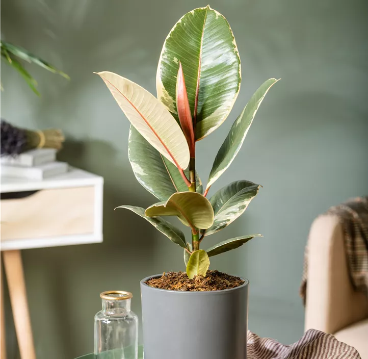 Gummibaum 'Tineke'