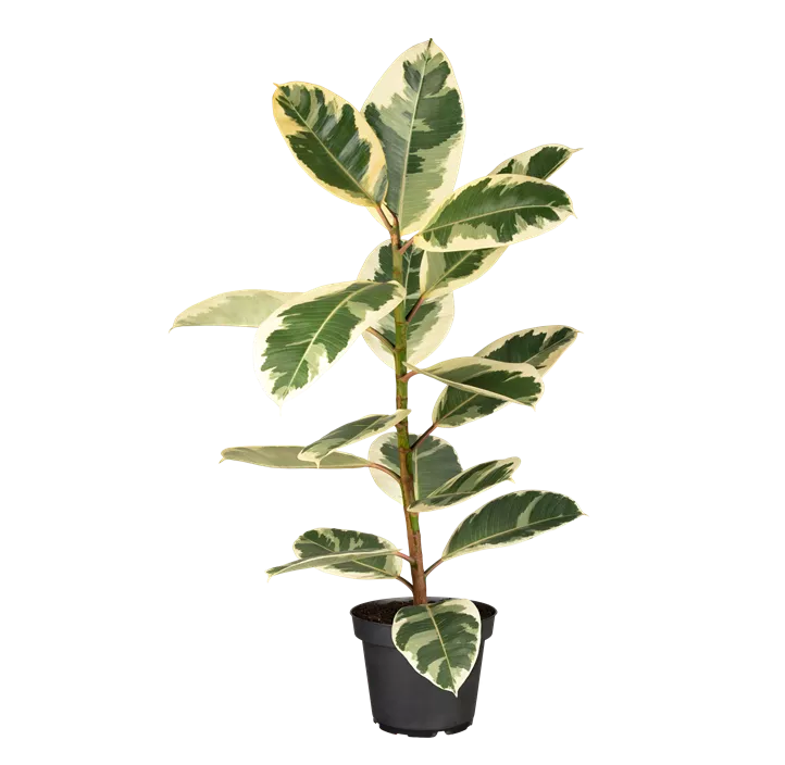 Gummibaum 'Tineke'