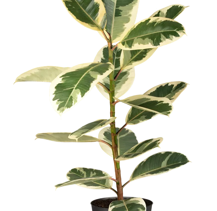 Gummibaum 'Tineke'