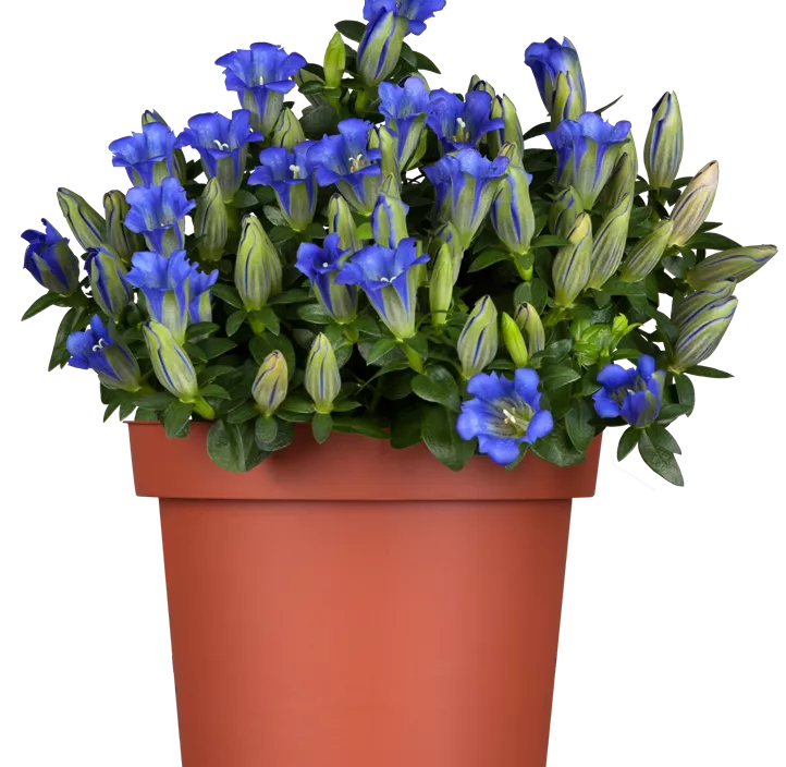 Rauer Enzian Rauer Enzian