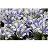 bellaflora Gartencenter GmbH