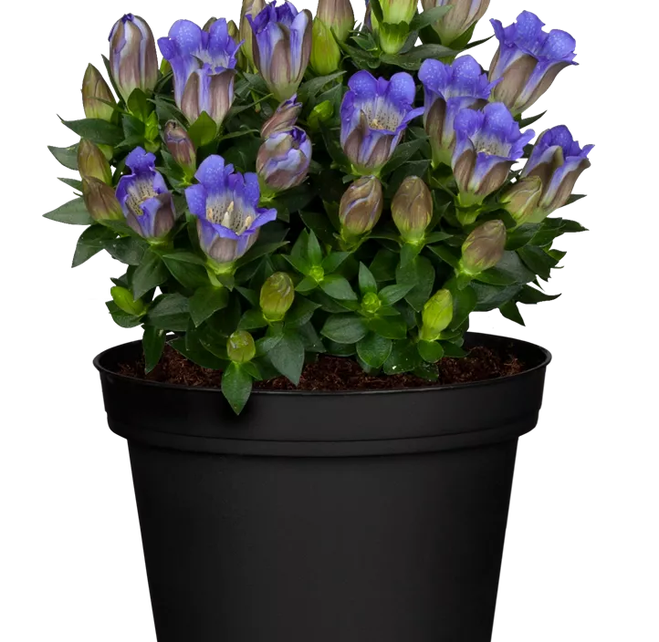 Rauer Enzian Rauer Enzian