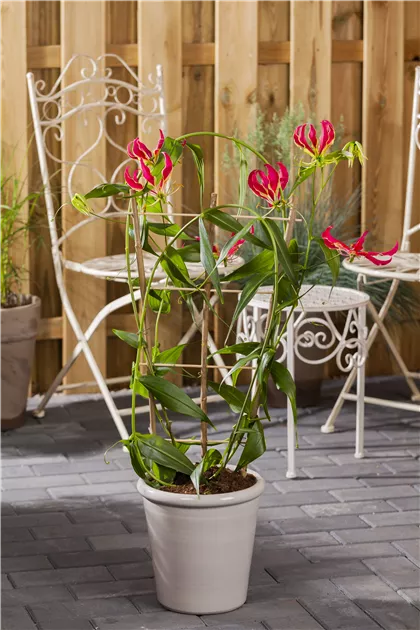 Gloriosa rothschildiana, Ruhmeskrone 'Rothschildiana' - Bellaflora