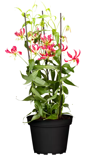 Gloriosa rothschildiana, Ruhmeskrone 'Rothschildiana' - Bellaflora
