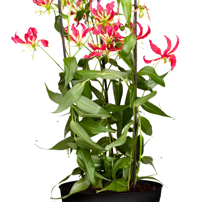 Ruhmeskrone 'Rothschildiana' Ruhmeskrone 'Rothschildiana'