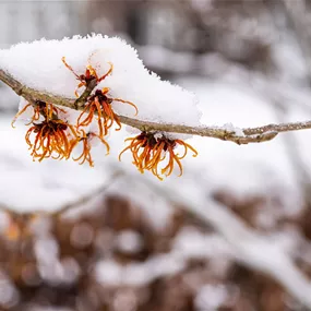 Hamamelis Mix