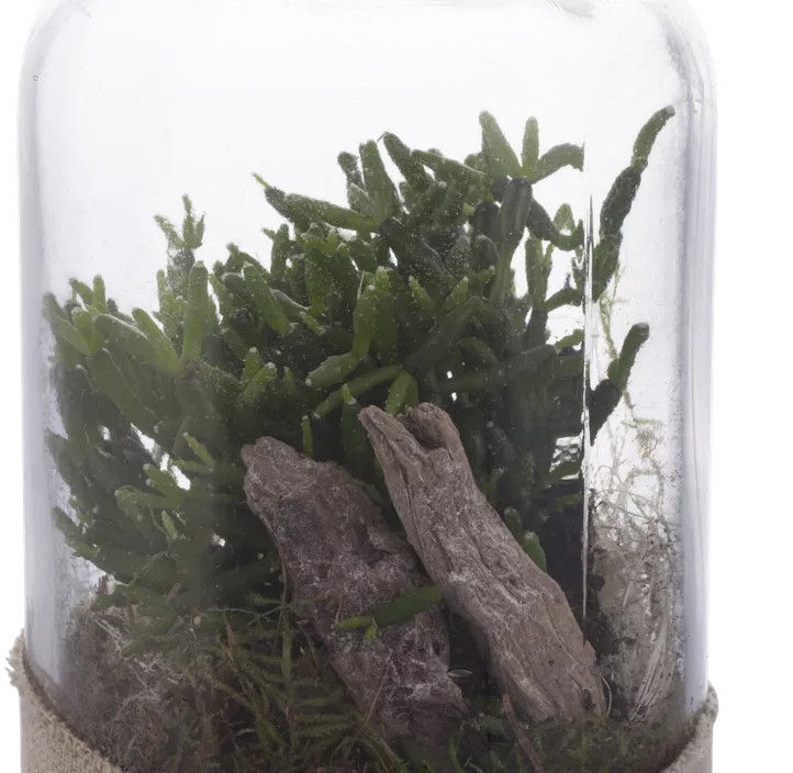 Binsenkaktus Binsenkaktus