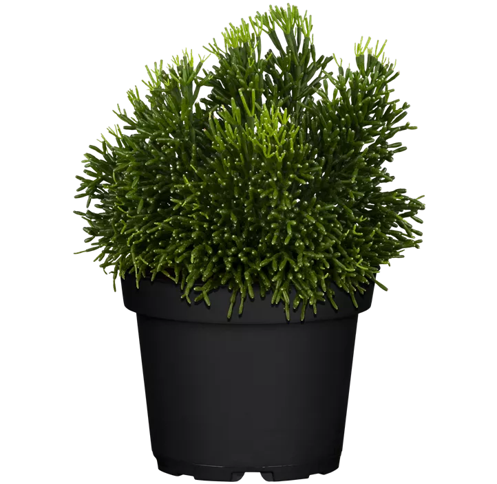 Binsenkaktus