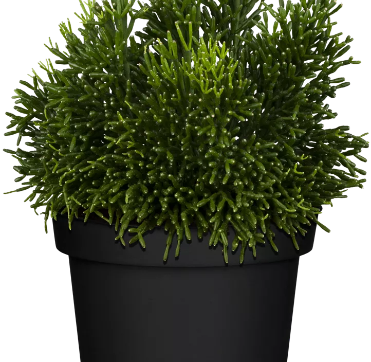 Binsenkaktus Binsenkaktus