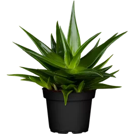 Haworthia Mischung Haworthia Mischung