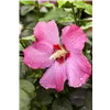 bellaflora Gartencenter GmbH