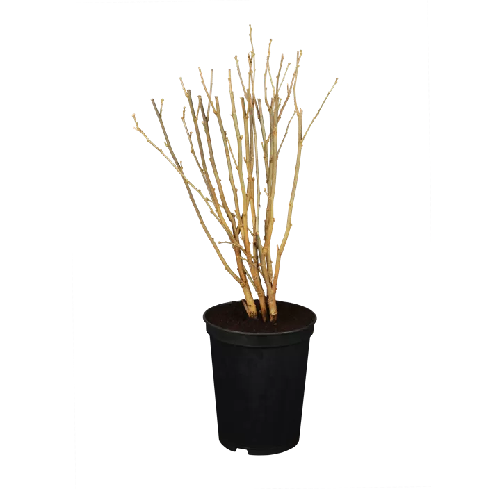 Roseneibisch