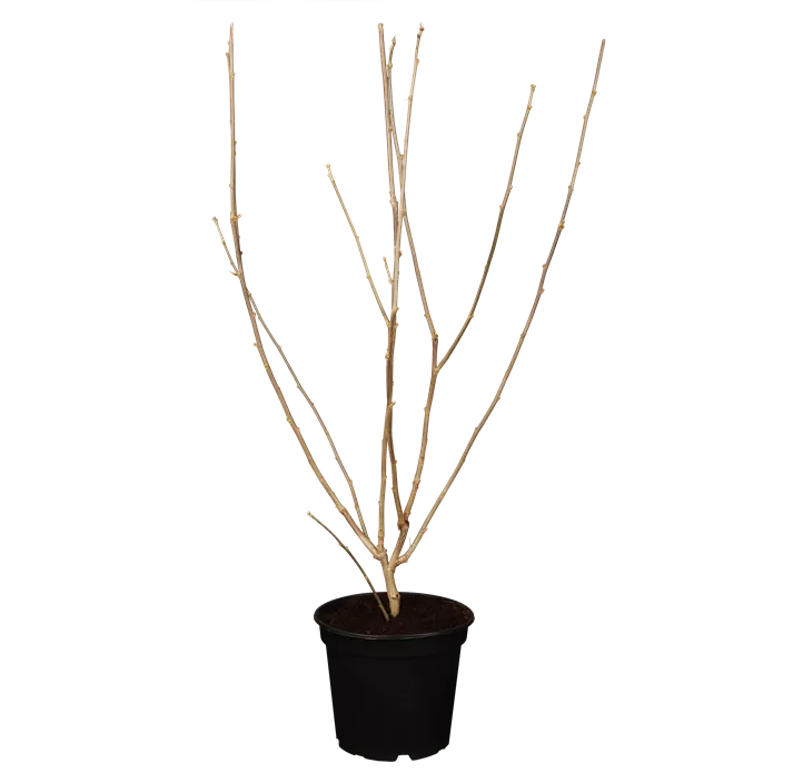 Roseneibisch