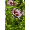 bellaflora Gartencenter GmbH