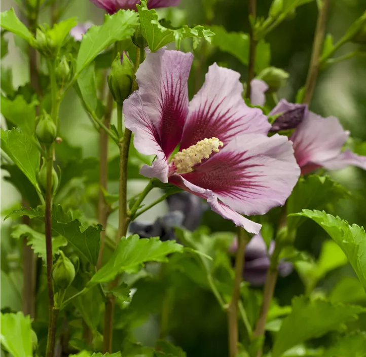 Roseneibisch