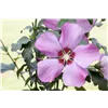 bellaflora Gartencenter GmbH