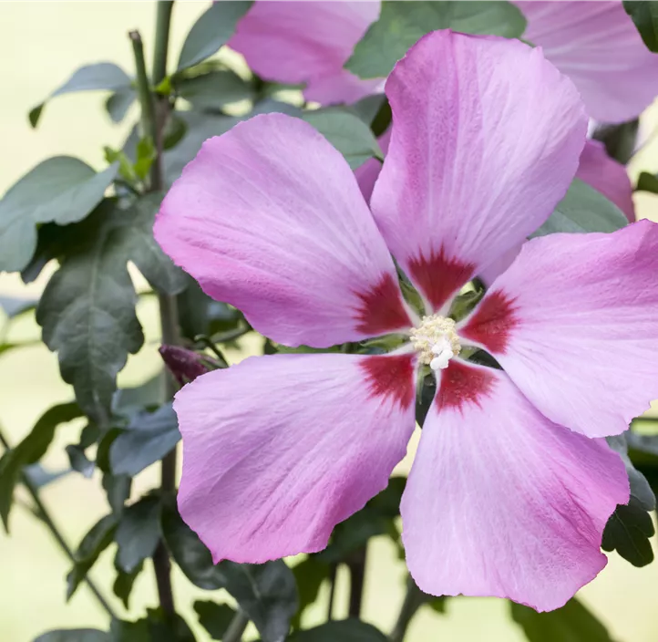 Roseneibisch