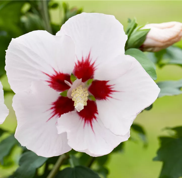 Roseneibisch