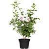 bellaflora Gartencenter GmbH