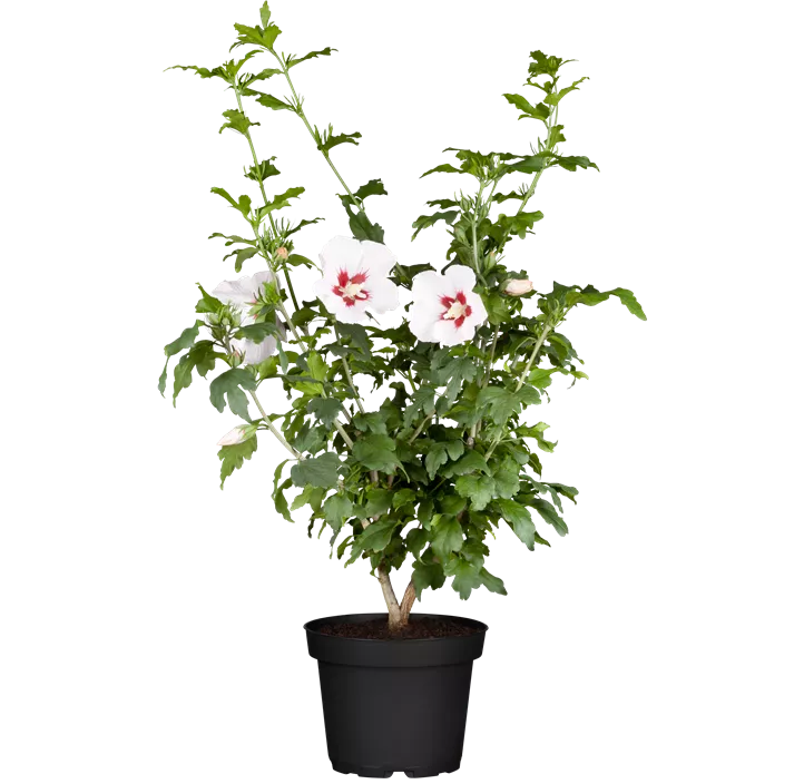 Roseneibisch