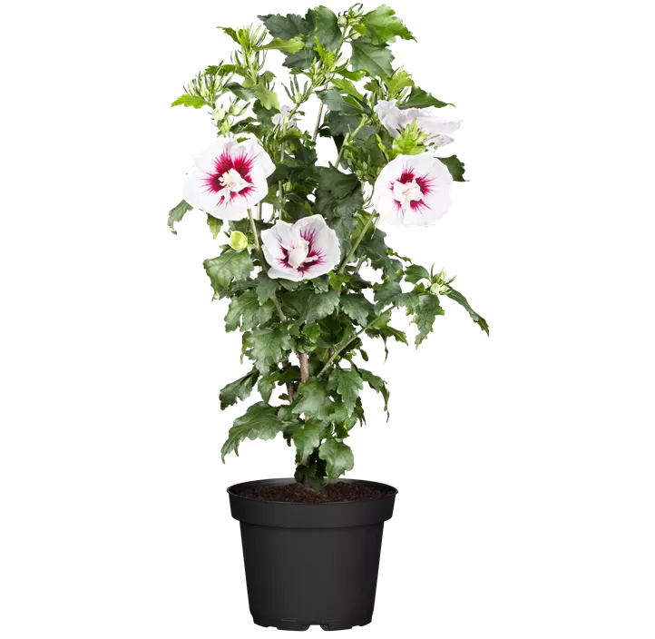 Roseneibisch