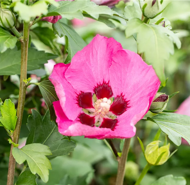 Garteneibisch 'Big Hibiskiss'®