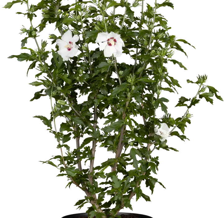 Garteneibisch 'Red Heart'