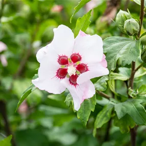 Hibiscus syriacus Red Heart