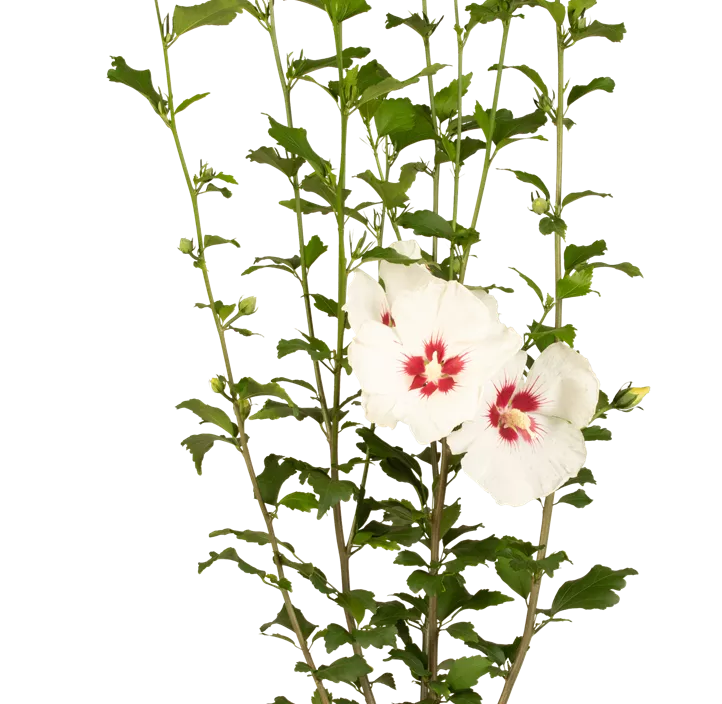 Garteneibisch 'Red Heart'