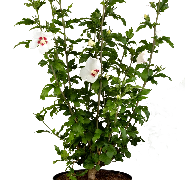 Garteneibisch 'Red Heart'