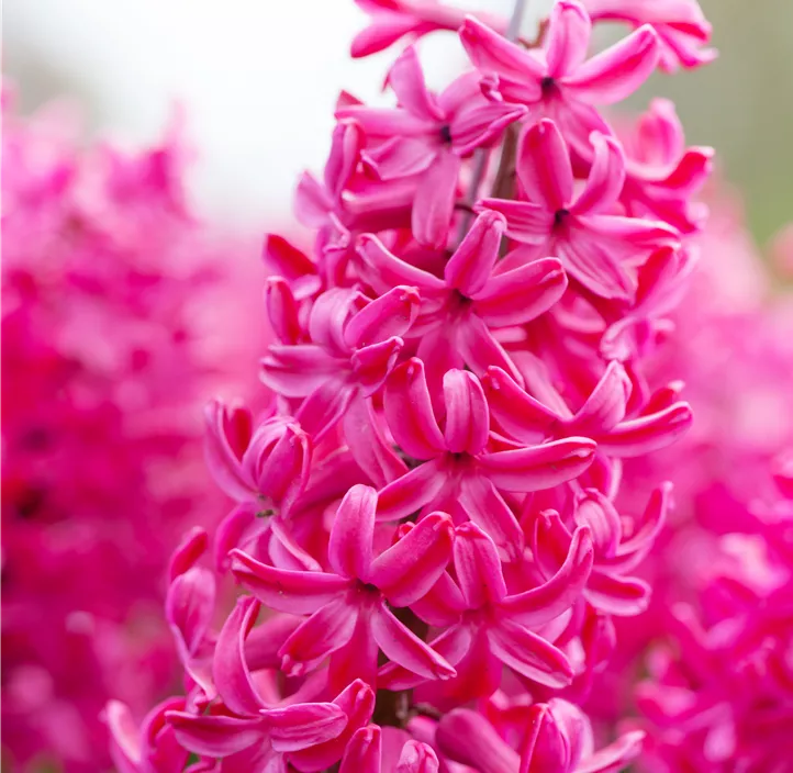 Hyazinthe 'Jan Bos'