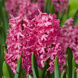 Hyacinthus orientalis Jan Bos
