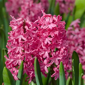 Hyacinthus orientalis Jan Bos