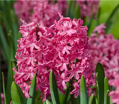 Hyacinthus orientalis 'Jan Bos'