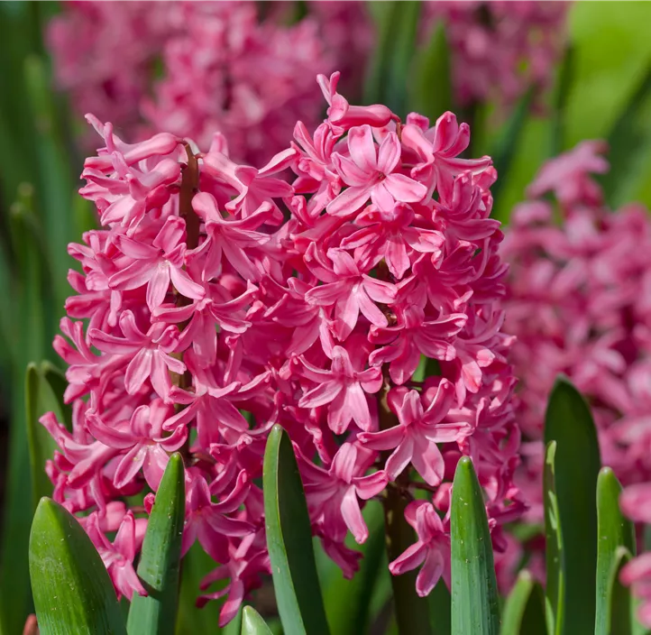 Hyazinthe 'Jan Bos'