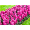 bellaflora Gartencenter GmbH