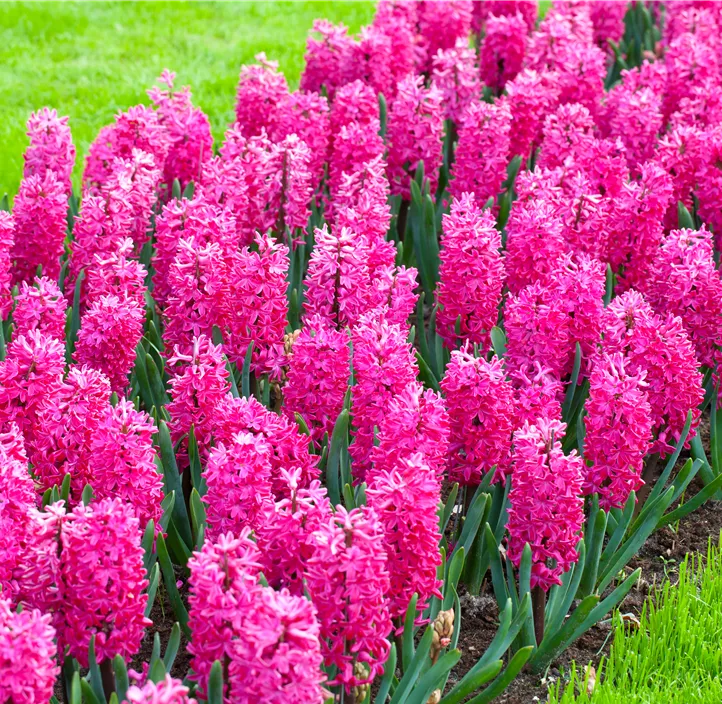 Hyazinthe 'Jan Bos'