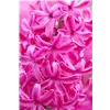 bellaflora Gartencenter GmbH