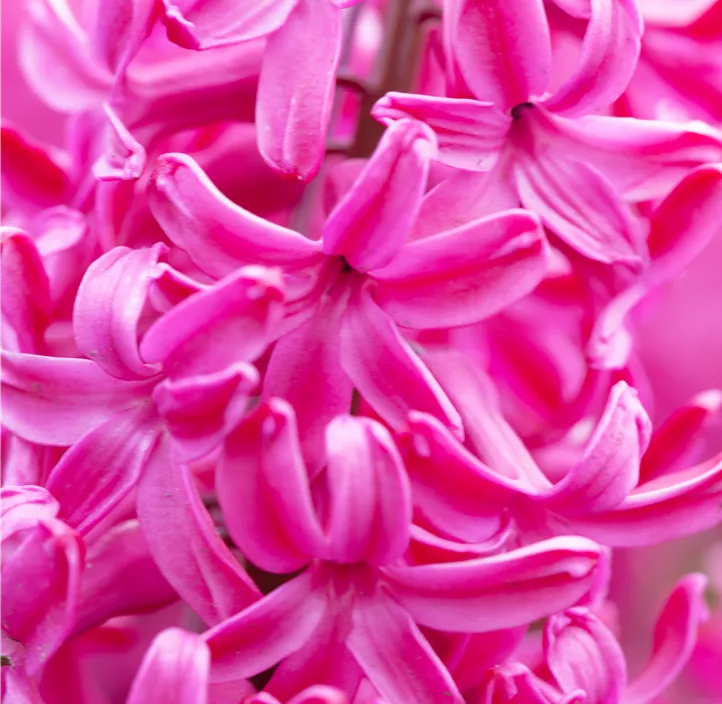 Hyazinthe 'Jan Bos'