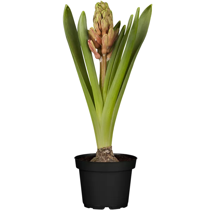 Hyazinthe 'Jan Bos'