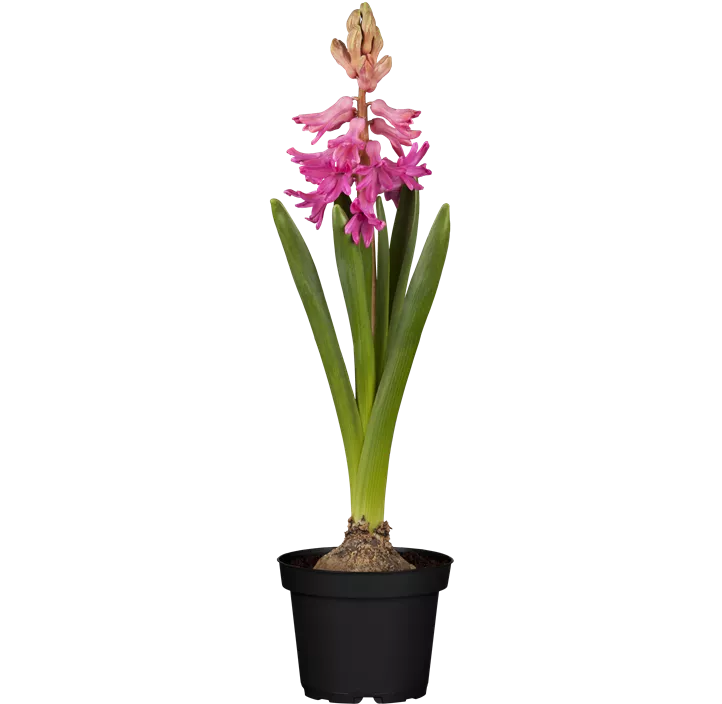 Hyazinthe 'Jan Bos'