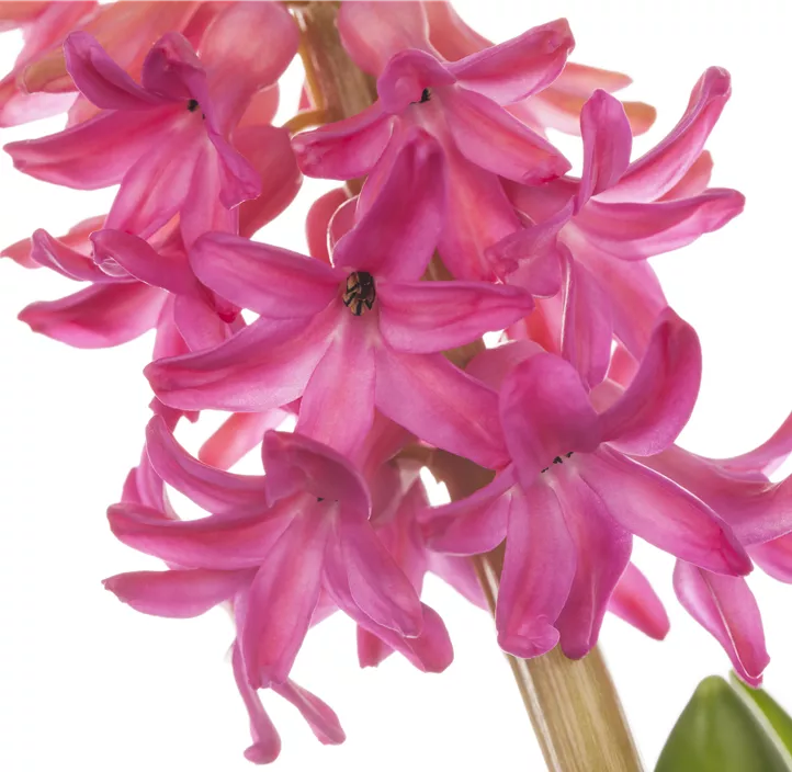 Hyazinthe 'Jan Bos'