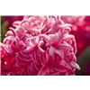 bellaflora Gartencenter GmbH