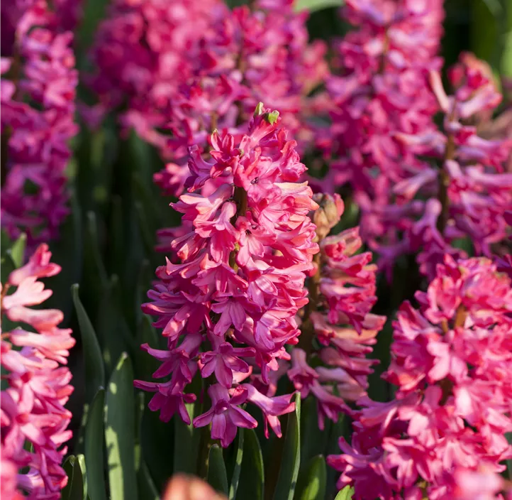 Hyazinthe 'Jan Bos'
