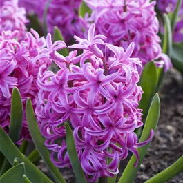 Hyacinthus orientalis Pink Pearl